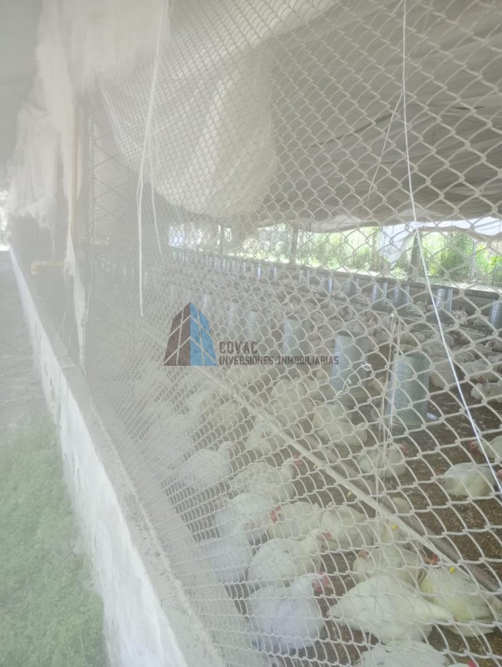GRANJA AVICOLA